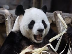 -栾川竹海野生动物园