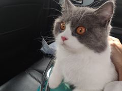 -纳吉亚猫专科动物医院·北北分院