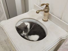 -共舞时光猫咖·狗咖(新街口店)