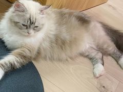 -Bastet sally猫舍购宠(静安店)
