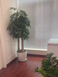 -武汉五洲整形外科医院