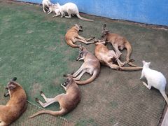 -西霞口神雕山野生动物世界