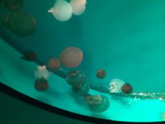 -福州罗源湾海洋世界旅游区