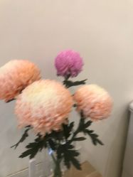 -FUMEIHUI·科技美肤·美体SPA