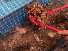 -焰江山海鲜牛排烤肉自助(锦华万达二星店)