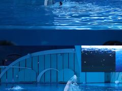 -海合安青岛极地海洋公园