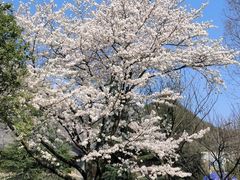 -花溪公园