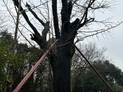 -上海佘山国家森林公园天马山园