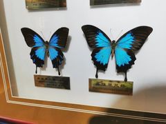 -上海昆虫博物馆