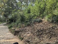 -上海佘山国家森林公园天马山园