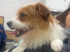 -米苏动物医院·犬猫专科·骨科外科内窥镜