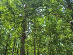 -黄海国家森林公园