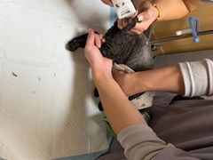 -中农大我爱我爱24h动物医院·中医针灸·猫专科·骨科医疗中心(双井店)