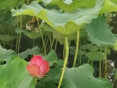 -食膳公园包子铺(烈士公园店)