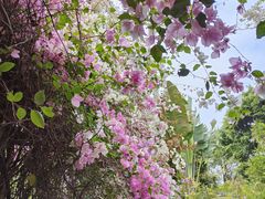 -深圳国际园林花卉博览园