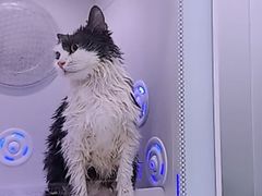 -爱洗澡的猫(天河路店)
