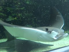 -悉尼海洋生物水族馆