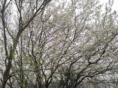 -盘龙城国家考古遗址公园