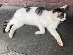 -金太粽(上海弄堂第一粽店)