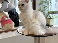 -共舞时光猫咖·狗咖(新街口店)