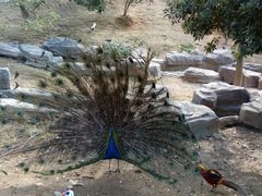 -泉州海丝野生动物世界