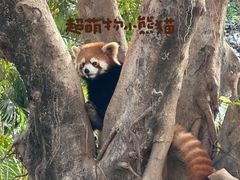 -灵玲国际马戏城