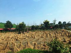 -洪湖家庭农场·团建·露营·会议