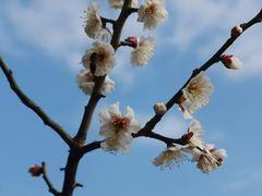 -上海佘山国家森林公园天马山园