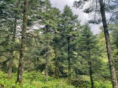 -硗碛藏寨·神木垒景区