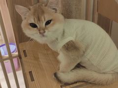 -猫腻·猫咖·撸猫馆(星光大道店)