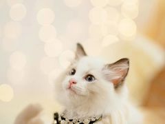 -猫十亿·布偶金渐层·曼基康矮脚猫舍(青年路店)