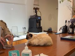 -有猫主题·治愈系猫咖(曾厝垵店)