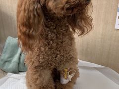 -北京观赏动物医院·24小时大型综合·猫专科·异宠专科