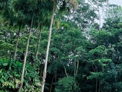 -西双版纳傣族园