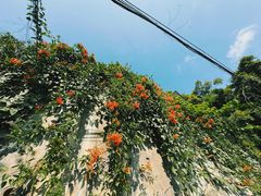 -火炉山森林公园