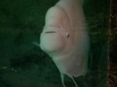 -华夏文旅西安度假区