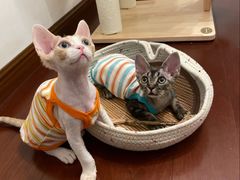 -山宅一喵德文卷毛猫舍