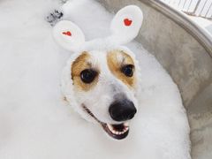 -Oh My Dog宠物沙龙(伊珊娜皮毛护理店)