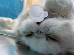 -爱诺耐芙动物医院(万博店)