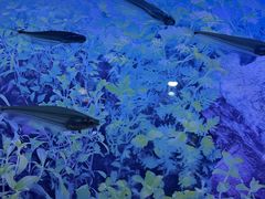 -上海海洋水族馆