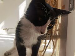 -平行世界·猫咖(首经贸店)