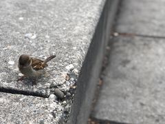 -Patagonia Chocolates(皇后镇店)