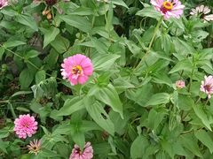 -芦芽山旅游度假区
