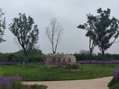 -泗洪洪泽湖湿地景区