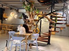 -豆逗聊愈猫阁Easy Life