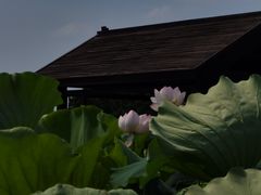 -梁鸿国家湿地公园