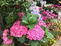 -桂林市花鸟市场