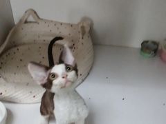 -Bastet sally猫舍购宠(静安店)