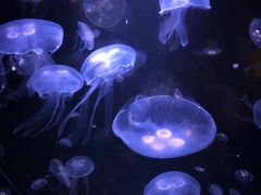 -鹿儿岛水族馆