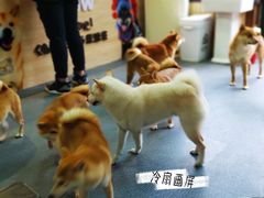 -柴源莊·柴小宠柴犬咖啡